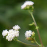 Ageratum Houstonianum White Floss Flower