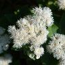 Ageratum Houstonianum White Floss Flower