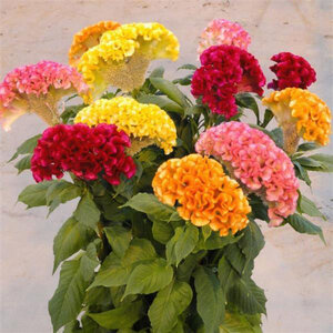 Celosia Argentea var. Cristata Mixture Cockscomb 18 Count Flat