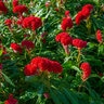 Celosia Argentea var. Cristata Red Cockscomb