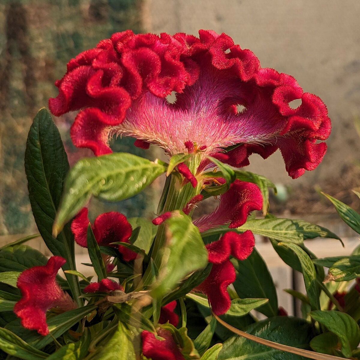 Celosia Argentea var. Cristata Red Cockscomb | SiteOne