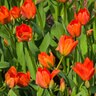 Tulipa Bulb Darwin Hybrid Lightnin Sun Tulip