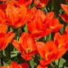 Tulipa Bulb Darwin Hybrid Lightnin Sun Tulip