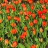 Tulipa Bulb Darwin Hybrid Lightnin Sun Tulip