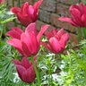 Tulipa Bulb Lily Flowering Merlot Tulip