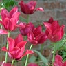 Tulipa Bulb Lily Flowering Merlot Tulip