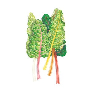 Swiss Chard Five Color Silverbeet Vegetable Seed 1.5 gram