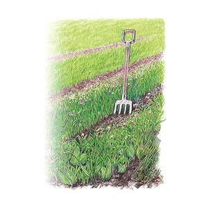 Soil Builder Pea/Oats Cover Crop Seeds 65.0 gram