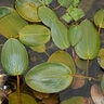 Potamogeton Nodosus Longleaf Pondweed