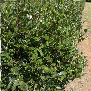 Camellia Sasanqua Daydream Believer Camellia