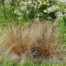 Carex Comans ColorGrass Bronco Leatherleaf Sedge
