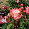 Rosa X Gemini Hybrid Tea Rose