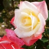 Rosa X Gemini Hybrid Tea Rose