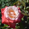 Rosa X Gemini Hybrid Tea Rose