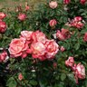 Rosa X Gemini Hybrid Tea Rose