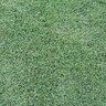 Bermuda Sod Celebration Bermudagrass