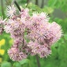 Thalictrum Aquilegiifolium Meadow Rue