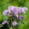 Thalictrum Aquilegiifolium Meadow Rue