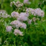 Thalictrum Aquilegiifolium Meadow Rue