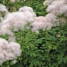 Thalictrum Aquilegiifolium Meadow Rue