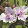 Tradescantia X Billberry Ice Spiderwort