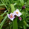 Tradescantia X Billberry Ice Spiderwort