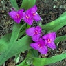 Tradescantia x Chicagoland Grows Tough Love Spiderwort