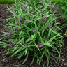 Tradescantia x Chicagoland Grows Tough Love Spiderwort