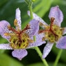 Tricyrtis Formosana Autumn Glow Toad Lily