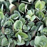 Sedum X Class Act Stonecrop