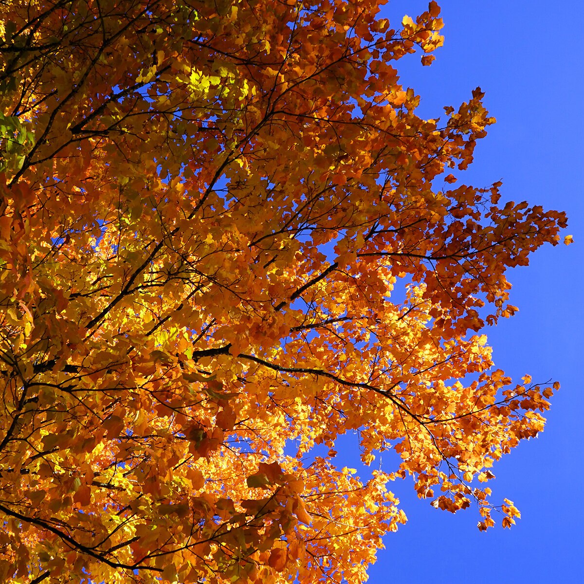 Acer nigrum Black Maple | SiteOne US