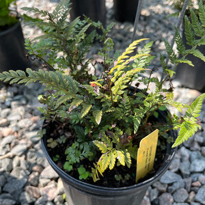 Polystichum tsus-simense Korean Rock Fern 1 gal. Container