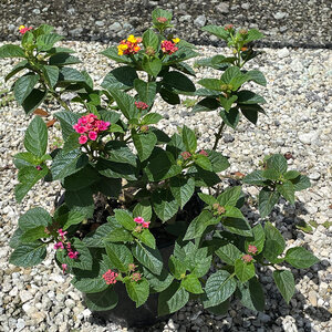 Lantana camara Anne Marie Lantana 1 gal. Container