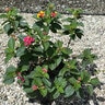 Lantana Camara Anne Marie Lantana