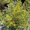 Myrica Cerifera Strawberry Shortcake Southern Wax Myrtle 3 gal. Container