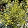 Myrica Cerifera Strawberry Shortcake Southern Wax Myrtle 3 gal. Container