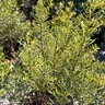 Myrica Cerifera Strawberry Shortcake Southern Wax Myrtle 3 gal. Container