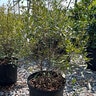 Myrica Cerifera Strawberry Shortcake Southern Wax Myrtle 3 gal. Container