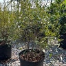 Myrica Cerifera Strawberry Shortcake Southern Wax Myrtle