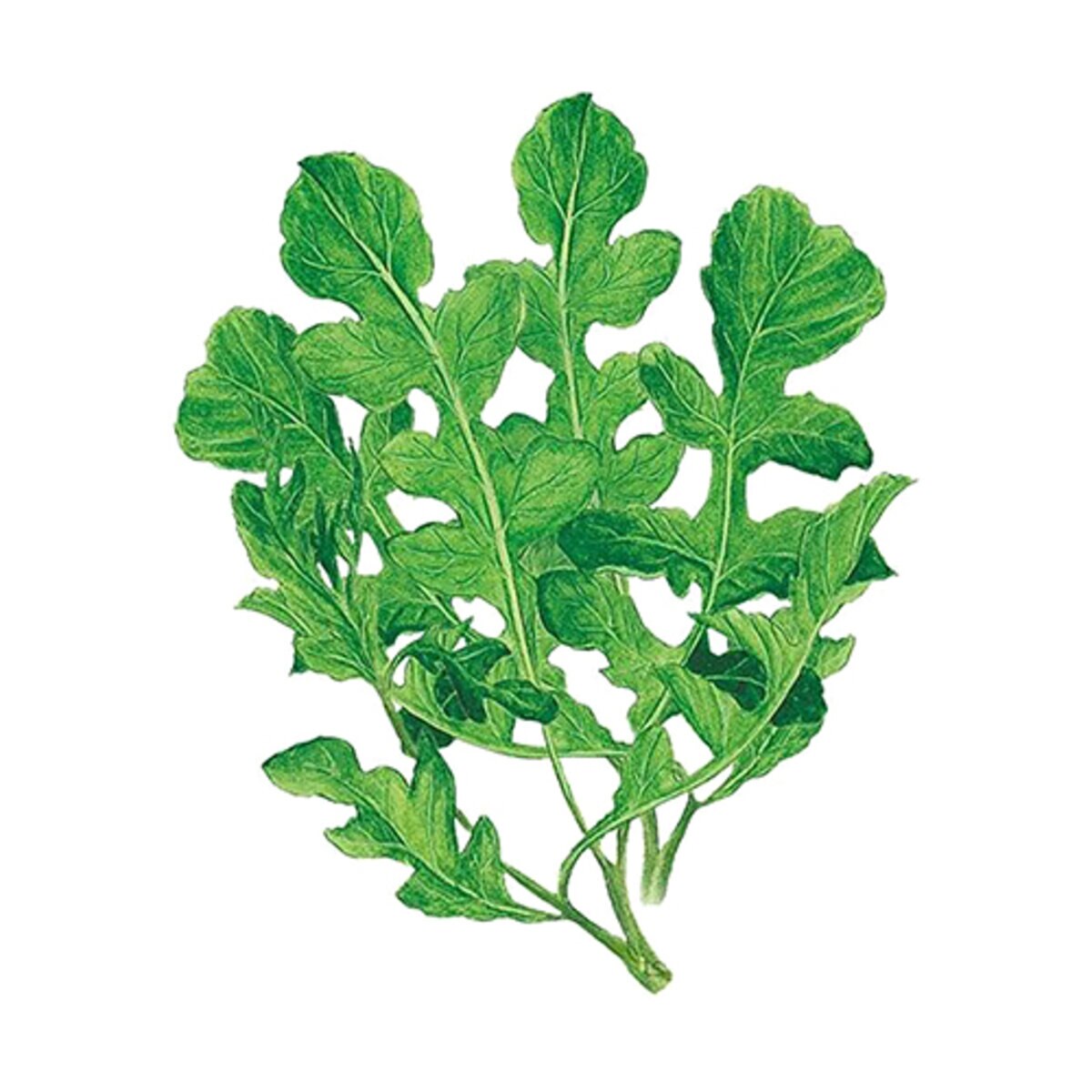 Arugula Vegetable Seed Rocket Organic 1 gm | SiteOne US