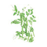 Pea Shelling Vegetable Seed Green Arrow 25 gm