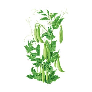 Pea Snap Vegetable Seed Sugar Daddy 20 gm