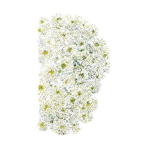 Alyssum Sweet Flower Seed Tiny Tim 250 mg