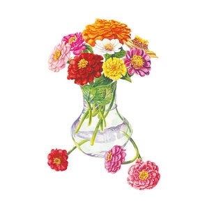 Zinnia Flower Seed Cut and Come Again 4 gm