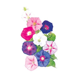 Morning Glory Flower Seed Sunrise Blend 2 gm