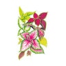 Coleus Rainbow Blend Flower Seed 150 mg