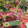 Coleus Rainbow Blend Flower Seed 150 mg