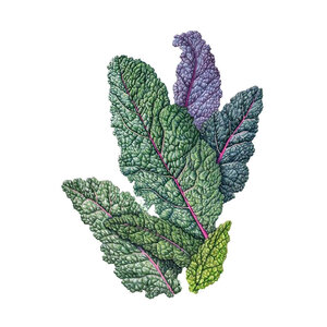 Kale Dazzling Blue Seed Organic 750 mg