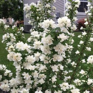 Philadelphus lewisiix coronarius Pearls of Perfume Mock Orange