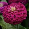 Zinnia elegans Zesty Purple Zinnia